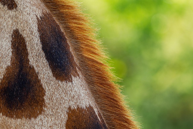 obligacje skarbowe oszczędnościowe inwestycje bezpieczne